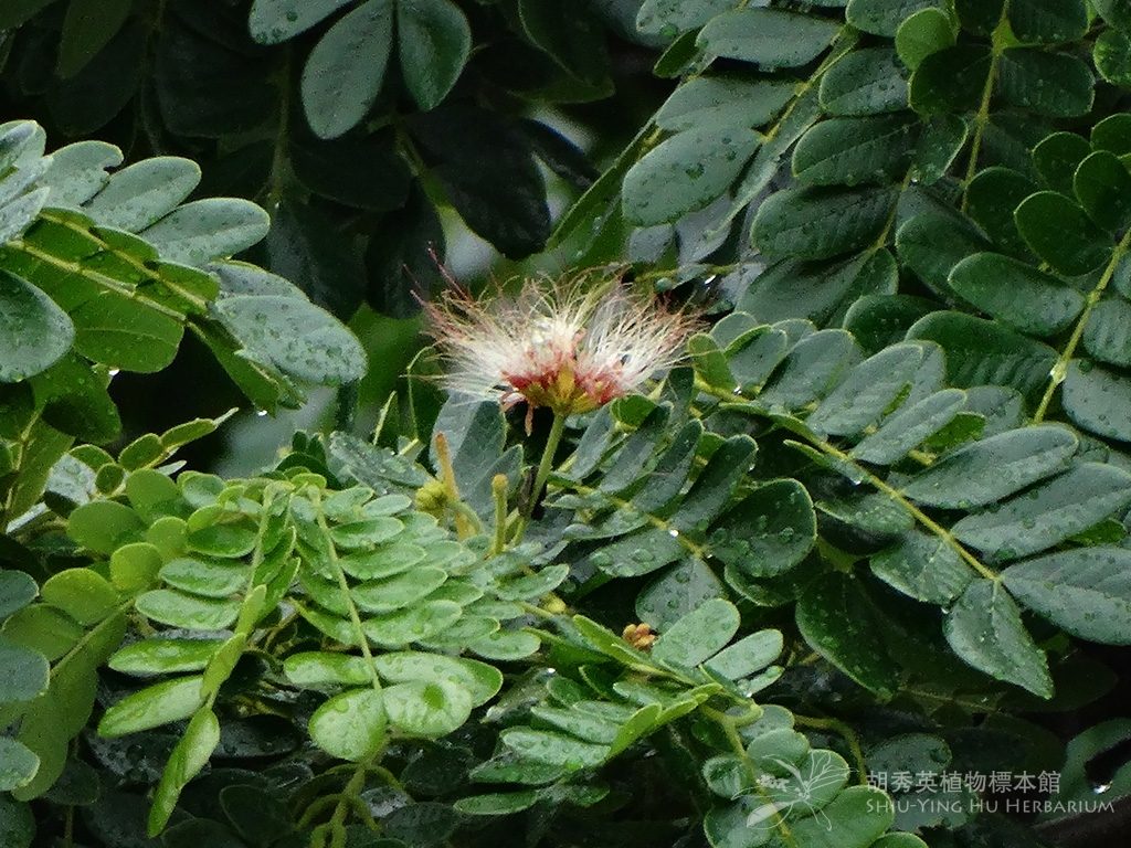 Samanea saman Jacq Merr 雨树 雨树 Shiu Ying Hu Herbarium Collections