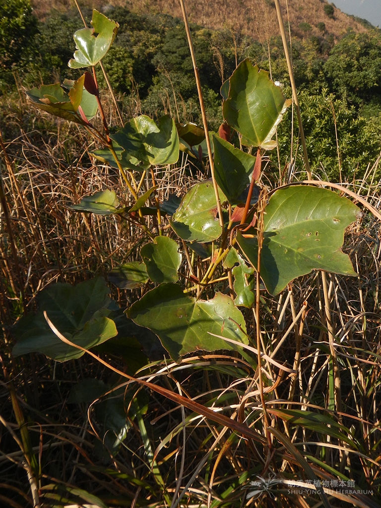 大果马蹄荷