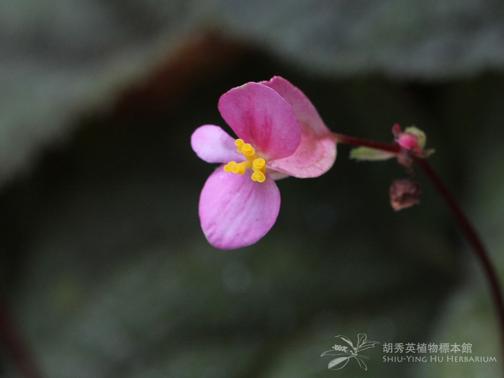 紫背天葵-中国最美野花-图片