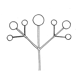 Compound Dichasium:|:複二歧聚傘花序:|:複二歧聚伞花序