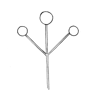 Simple Dichasium:|:二歧聚傘花序:|:二歧聚伞花序