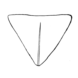 Obdeltoid:|:倒三角形:|: 倒三角形