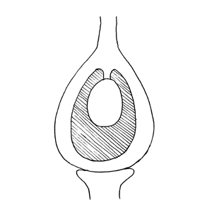 Apical placentation:|:頂生胎座:|:顶生胎座