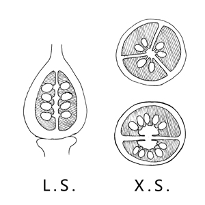 Axile placentation:|:中軸胎座:|:中轴胎座