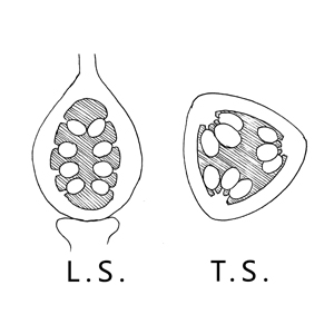 Parietal placentation:|:側膜胎座:|:侧膜胎座