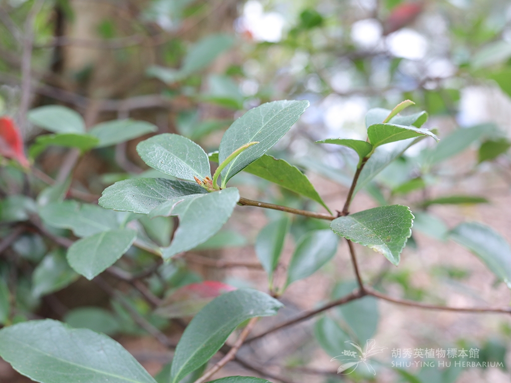 Rhaphiolepis Indica L Lindl Ex Ker 石斑木 車輪梅 春花 石斑木 车轮梅 春花 Shiu Ying Hu Herbarium Collections