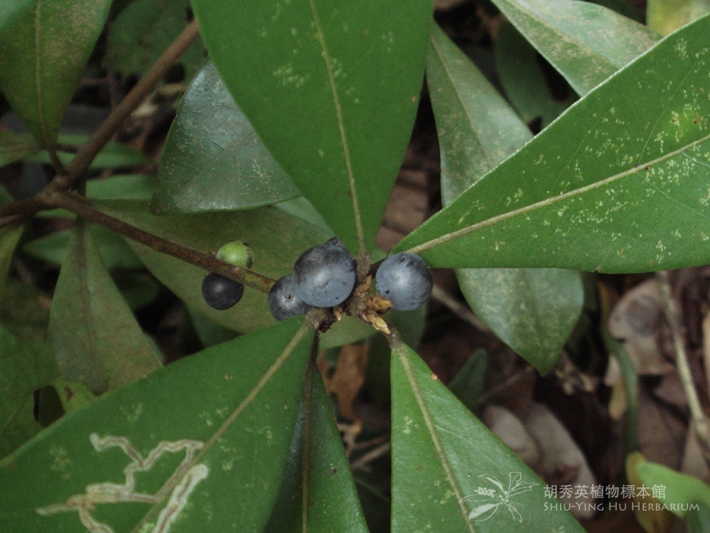 Litsea Rotundifolia A1 Nees Hemsl A1 Var Oblongifolia Nees C K Allen 豺皮樟 豺皮樟 Shiu Ying Hu Herbarium Collections