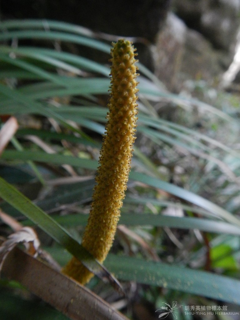 Acorus gramineus Soland. ex Aiton |金錢蒲|金钱蒲 – Shiu Ying Hu Herbarium ...