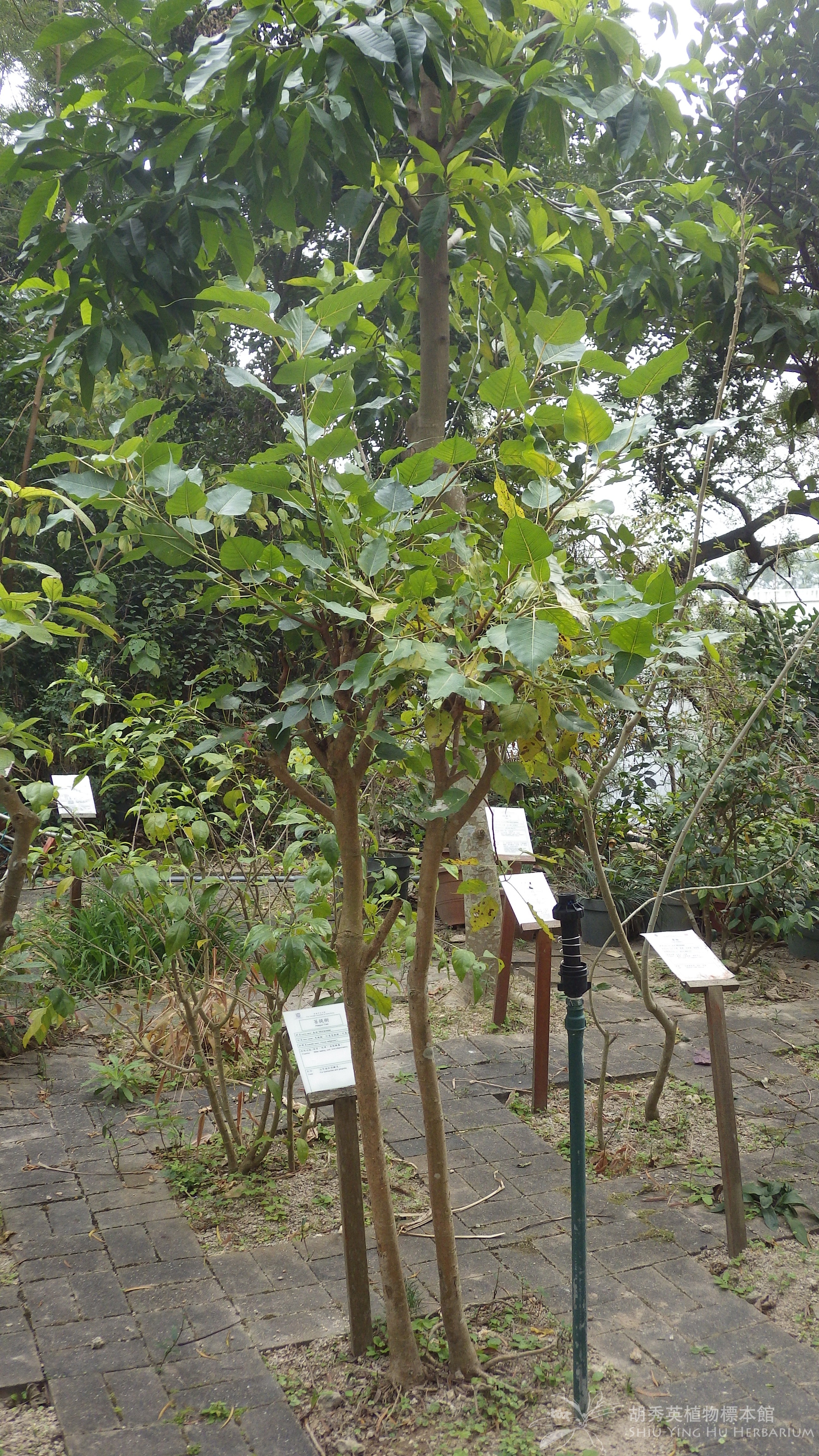 Ficus Religiosa A1 L A1 菩提樹 菩提树 Shiu Ying Hu Herbarium Collections