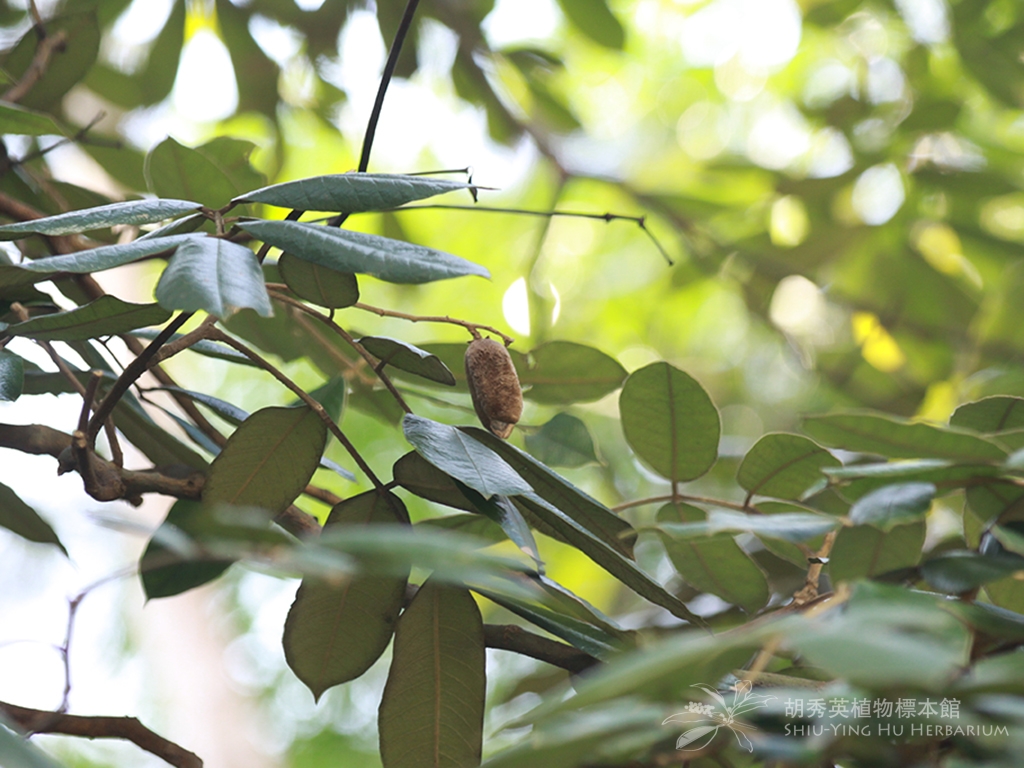 Ormosia pachycarpa Champ. ex Benth.|茸莢紅豆|茸荚红豆– Shiu Ying