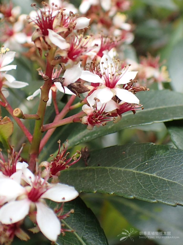 Rhaphiolepis Indica A1 L Lindl Ex Ker A1 石斑木 車輪梅 春花 石斑木 车轮梅 春花 Shiu Ying Hu Herbarium Collections