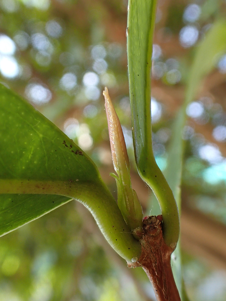 レア果樹】Syzygium longifolium インテリア小物 植物/観葉植物 2020年