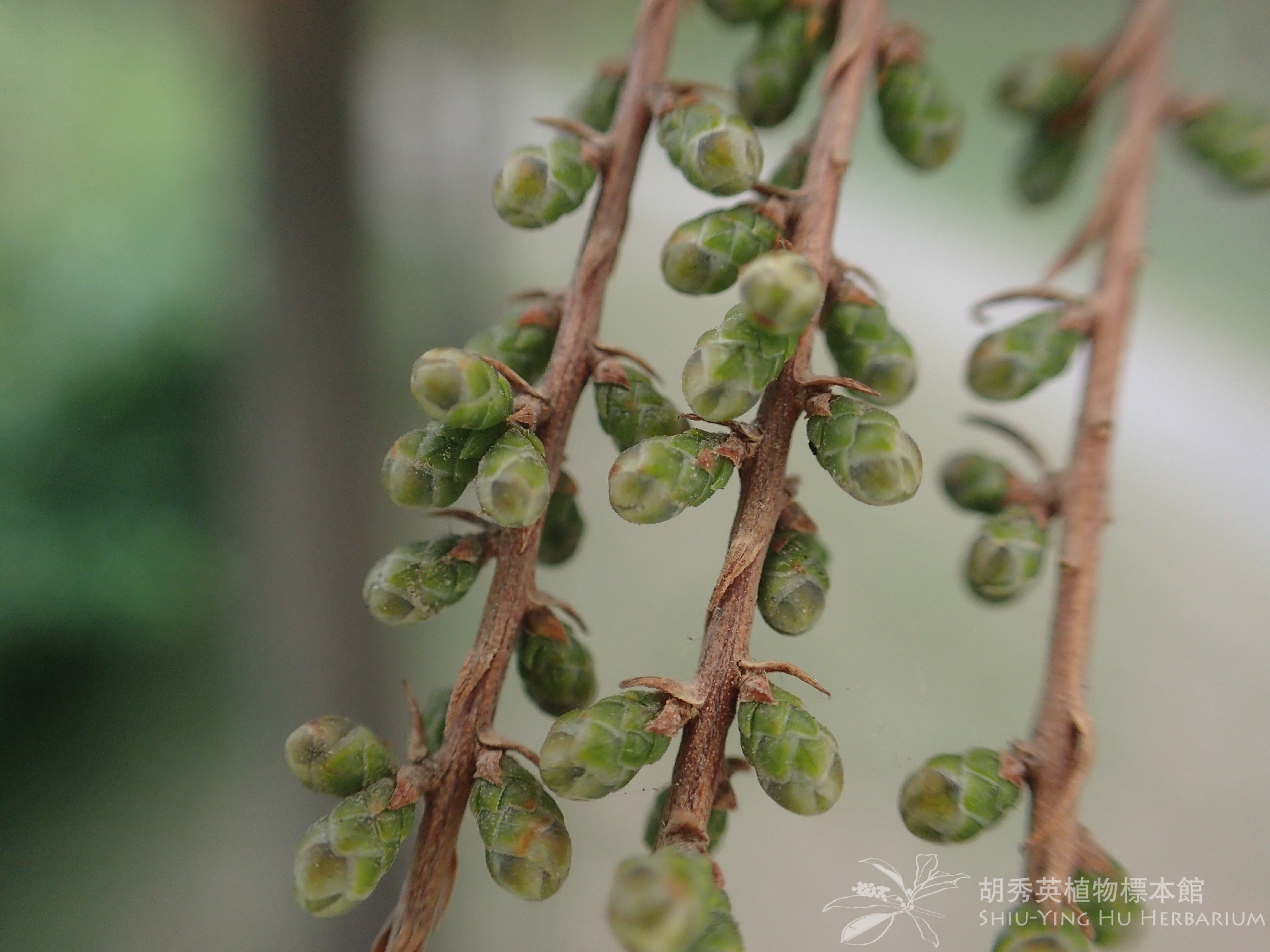 Taxodium Distichum L Rich Var Imbricatum Nutt Croom 池杉 池杉 Shiu Ying Hu Herbarium Collections