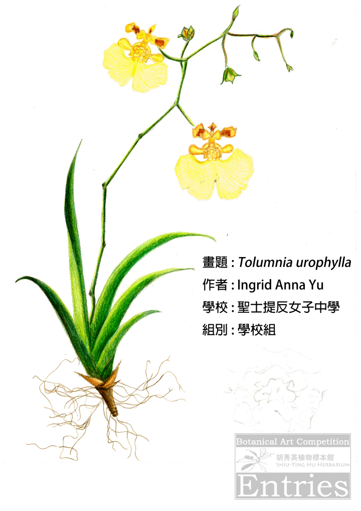 <i>Tolumnia urophylla</i>