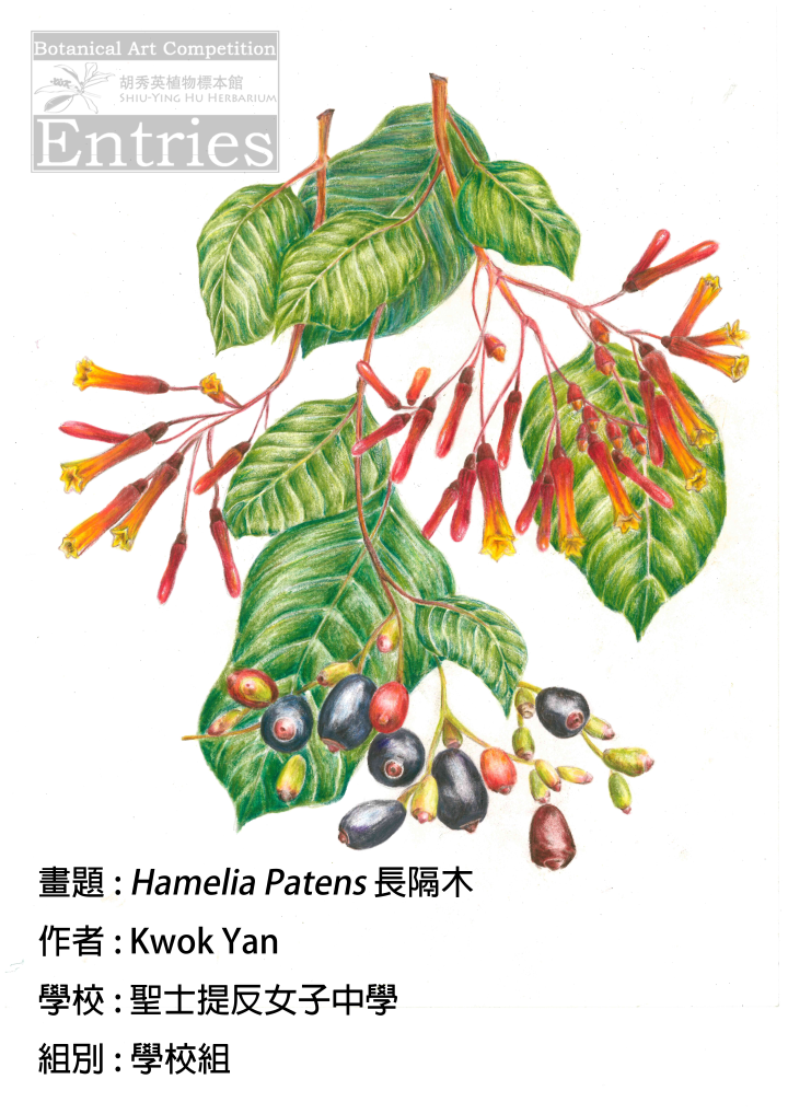 <i>Hamelia Patens</i>