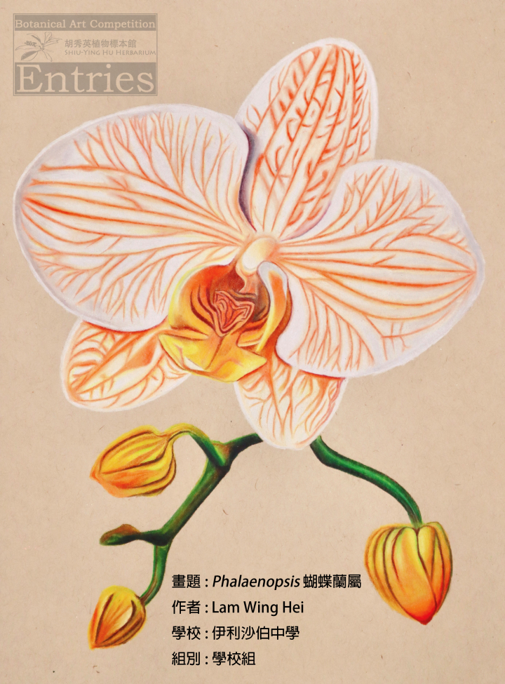 <i>Phalaenopsis</i>