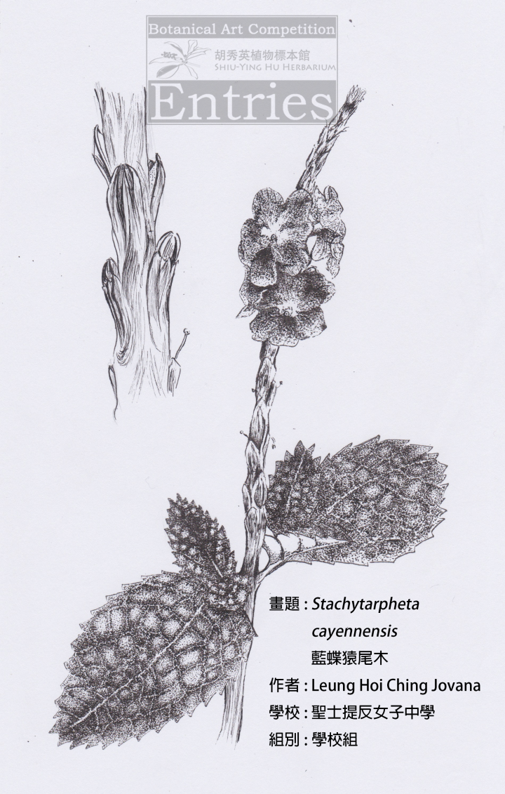 <i>Stachytarpheta cayennensis</i>