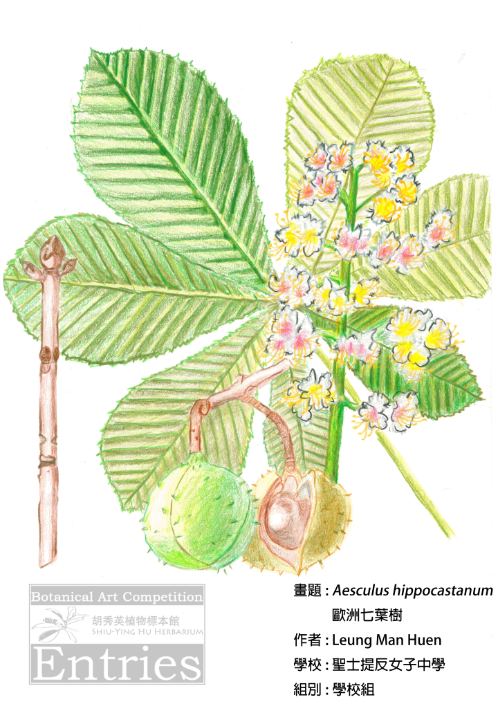 <i>Aesculus hippocastanum</i>