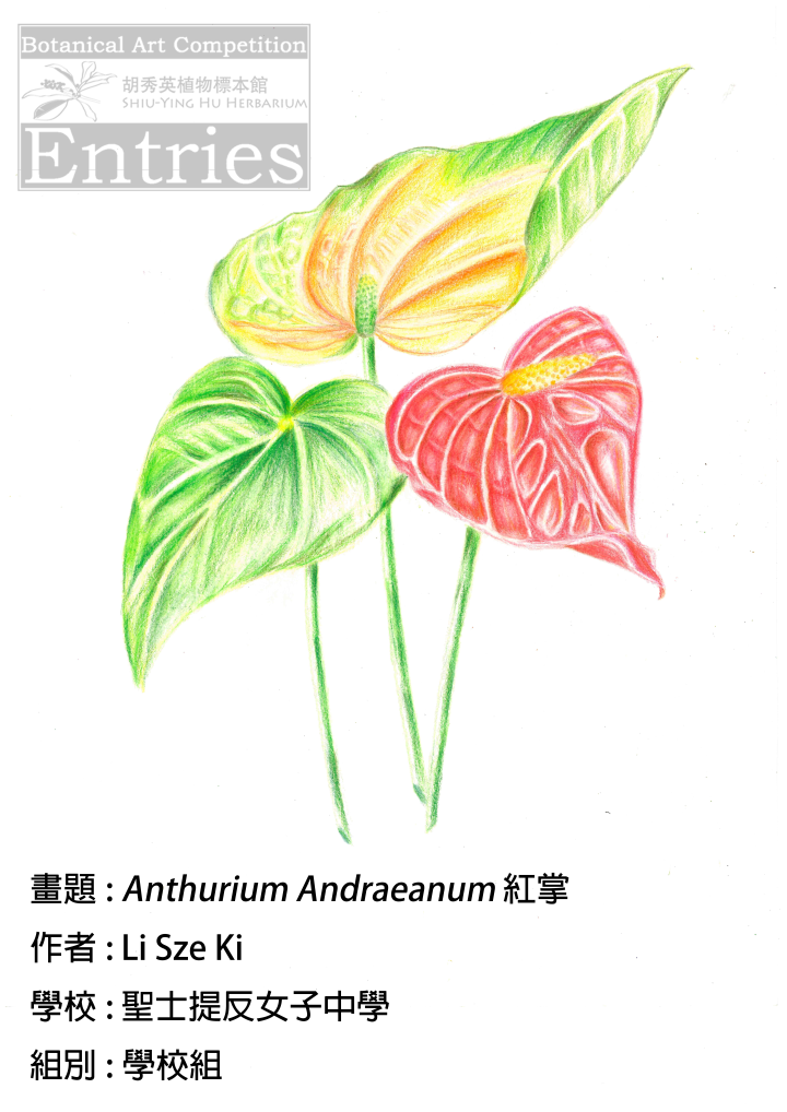 <i>Anthurium Andraeanum</i>