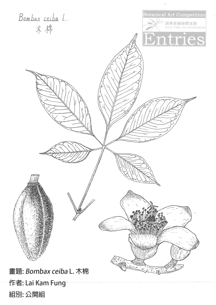 <i>Bombax ceiba</i>