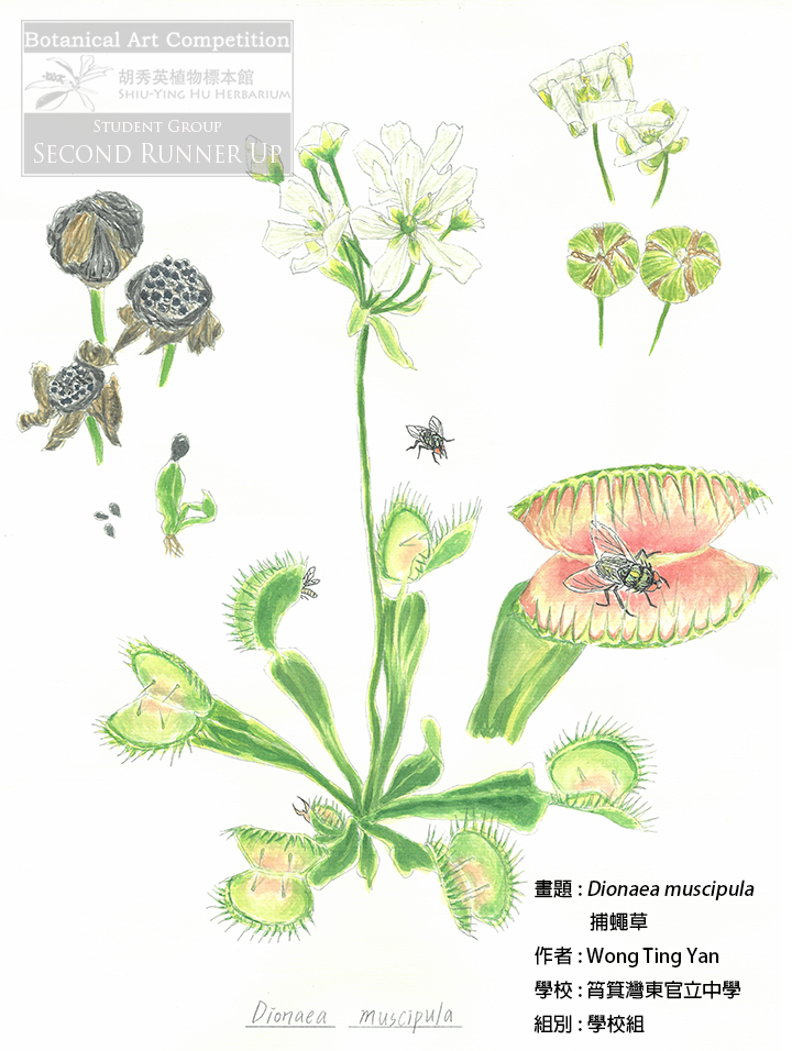 <i>Dionaea muscipula</i>