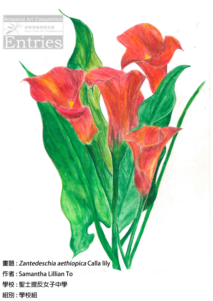 <i>Zantedeschia aethiopica</i>Calla lily