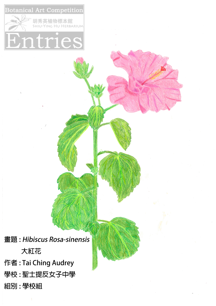 <i>Hibiscus Rosa-sinensis</i>