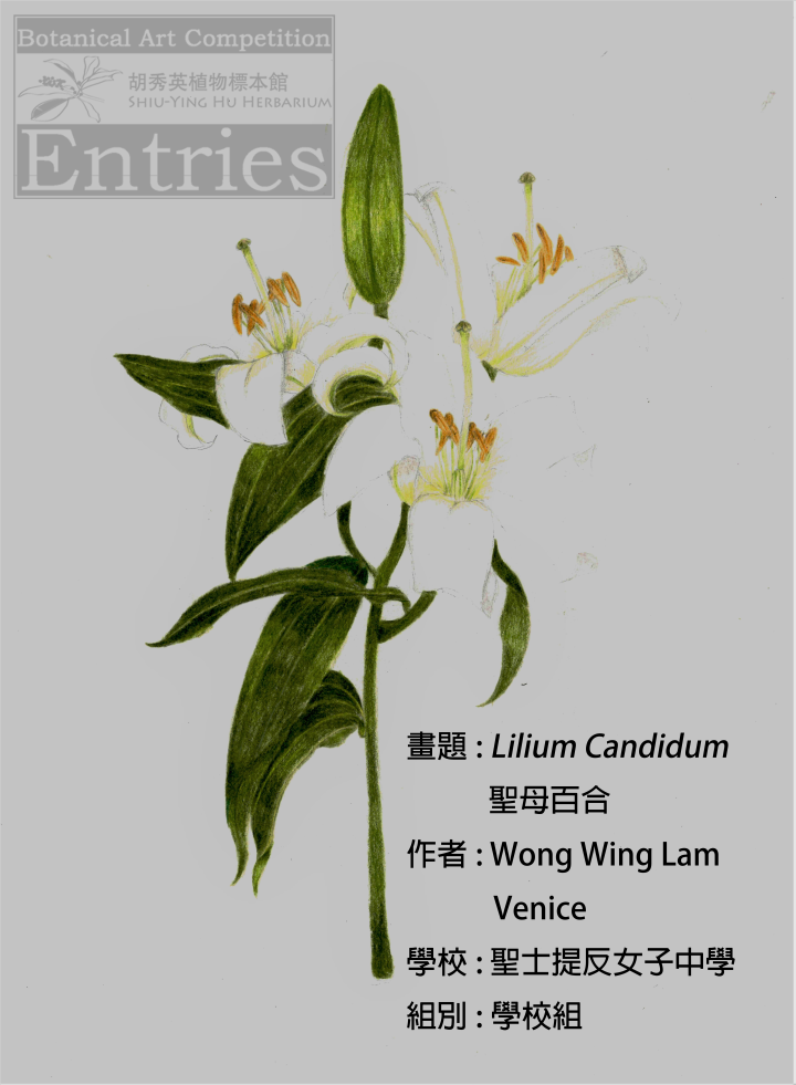 <i>Lilium Candidum</i>