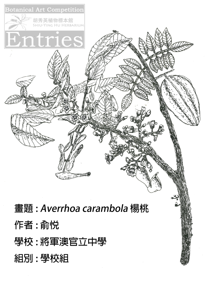 <i>Averrhoa carambola</i> 楊桃