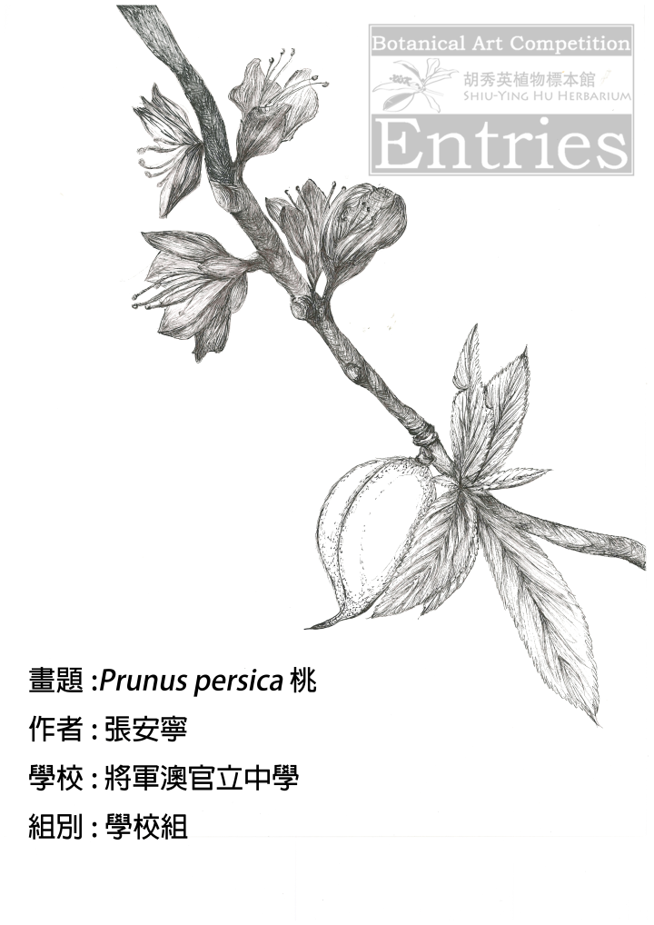 <i>Prunus persica</i> 桃