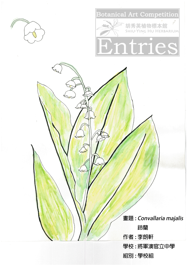 <i>Convallaria majalis</i> 鈴蘭