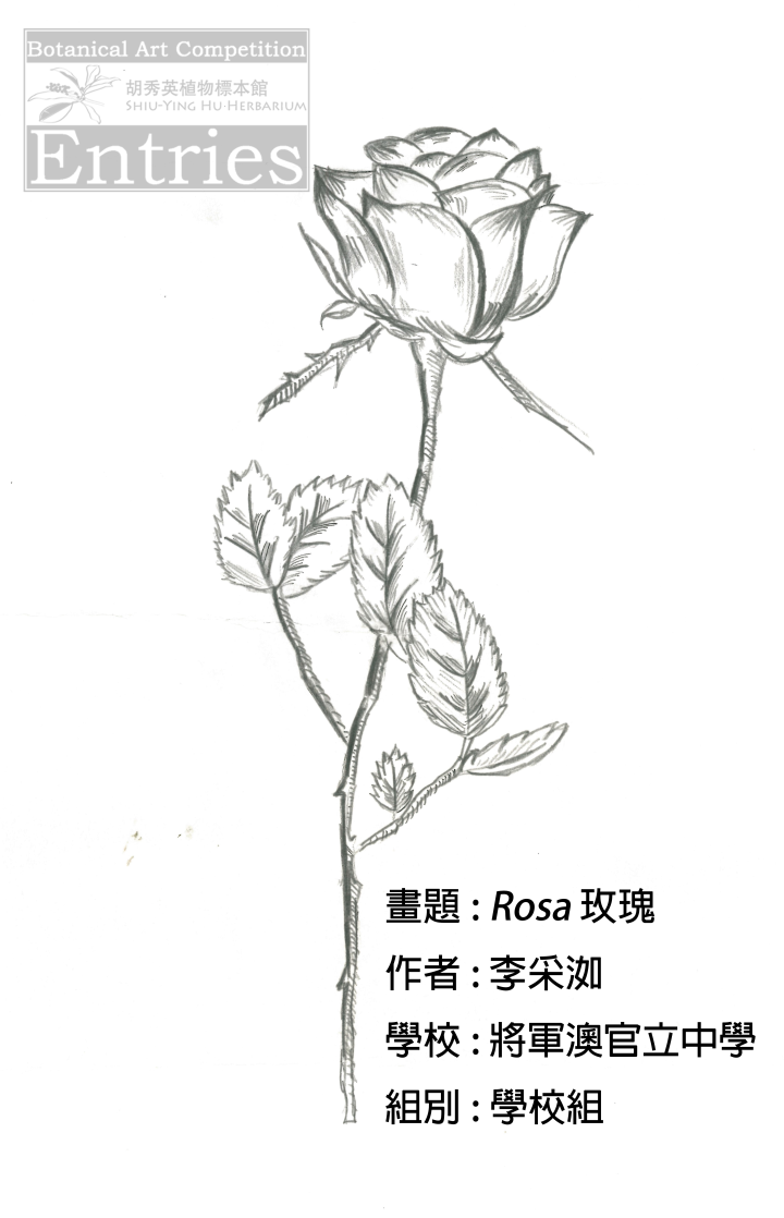 <i>Rosa</i> 玫瑰