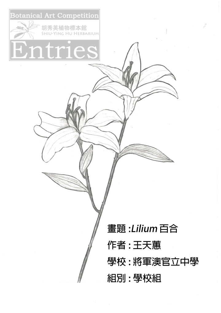 <i>Lilium</i> 百合