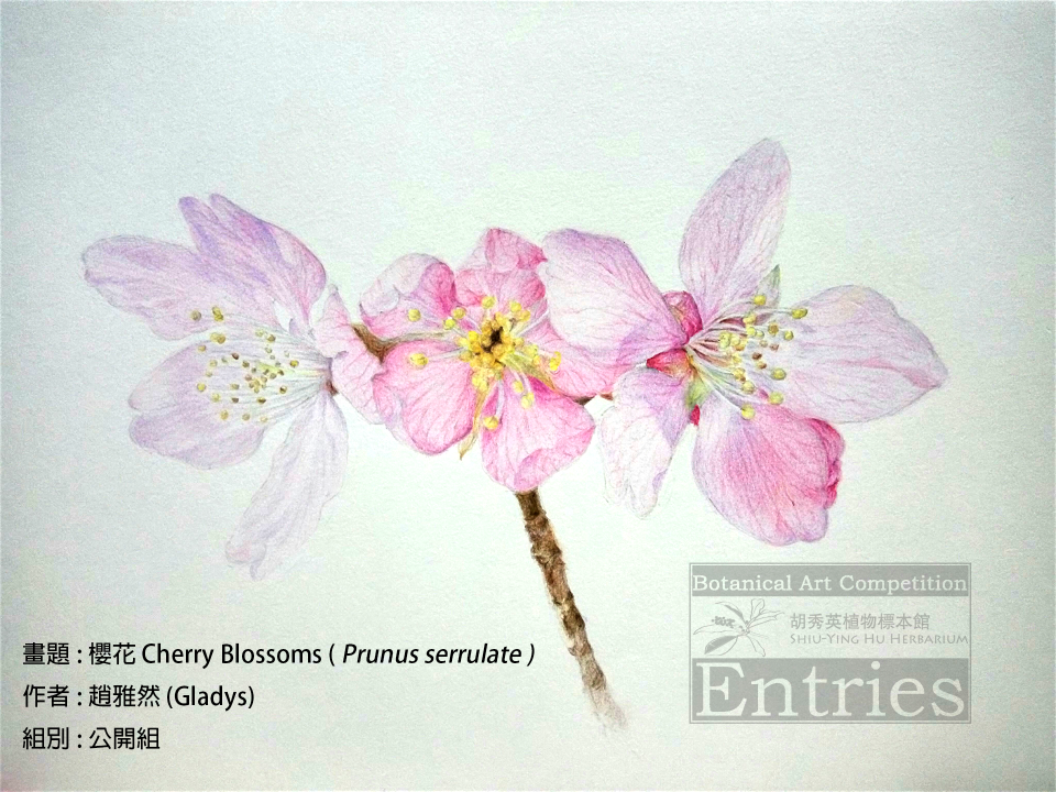 <i>Prunus serrulate</i>  櫻花