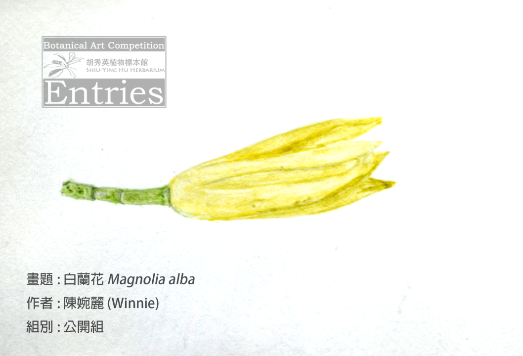 <i>Magnolia alba</i>白蘭花