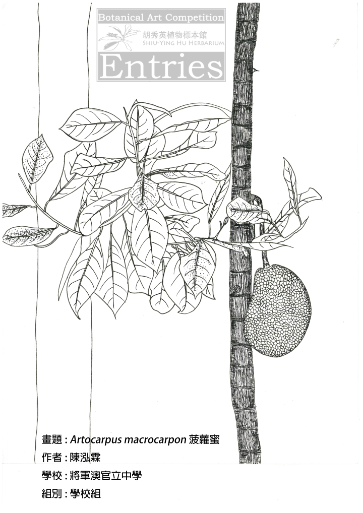 <i>Artocarpus macrocarpon</i> 菠蘿蜜